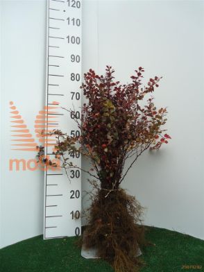 http://twentheplant.nl/tsd/76451_BETATROP_b211030040_1.jpg
