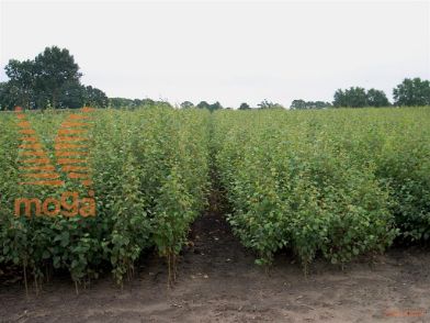 http://twentheplant.nl/tsd/76451_BEPENDUL_B211120150_1.jpg