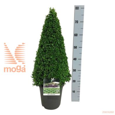 http://twentheplant.nl/tsd/55028_BUSEMPER_P5060P23A_1.jpg