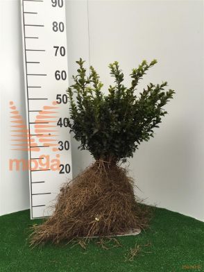 http://twentheplant.nl/tsd/76451_BUSEMPER_b202020025_1.jpg