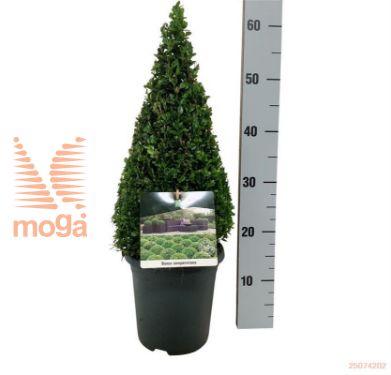 http://twentheplant.nl/tsd/55028_BUSEMPER_P4050P21A_1.jpg