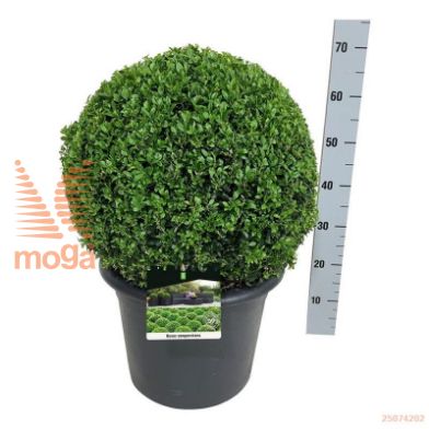 http://twentheplant.nl/tsd/55028_BUSEMPER_VBL4550C17A_1.jpg