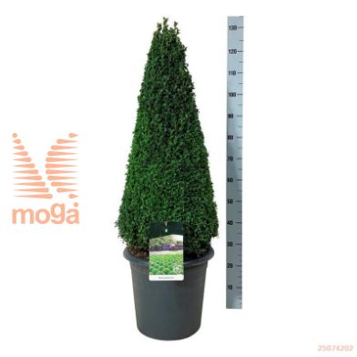 http://twentheplant.nl/tsd/55028_BUSEMPER_VP90100C17A_1.jpg
