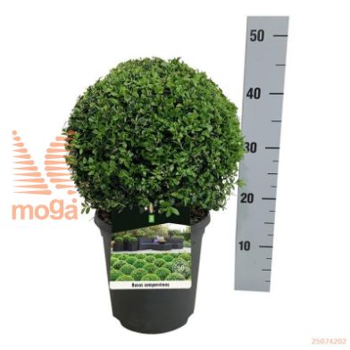 http://twentheplant.nl/tsd/55028_BUSEMPER_VBL25P21ANT_1.jpg