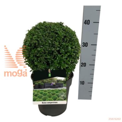 http://twentheplant.nl/tsd/55028_BUSEMPER_VBL2025P19A_1.jpg