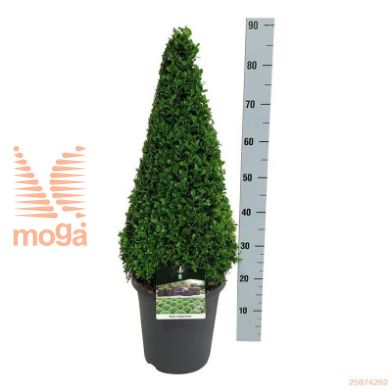 http://twentheplant.nl/tsd/55028_BUSEMPER_P6070P26A_1.jpg