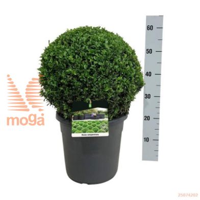 http://twentheplant.nl/tsd/55028_BUSEMPER_VBL40C12ANT_1.jpg