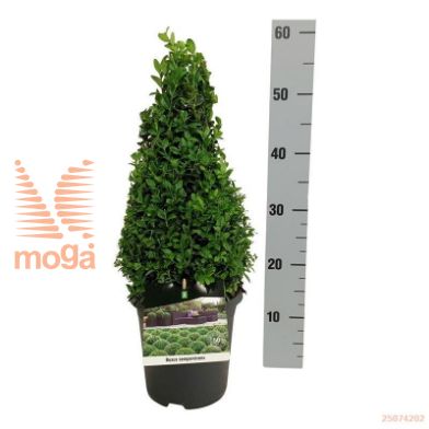 http://twentheplant.nl/tsd/55028_BUSEMPER_P3040P19A_1.jpg
