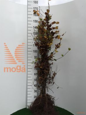 http://twentheplant.nl/tsd/76451_CABETULU_B312125150_1.jpg