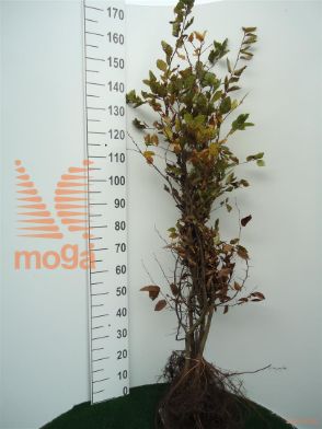 http://twentheplant.nl/tsd/76451_CABETULU_b312100125_1.jpg