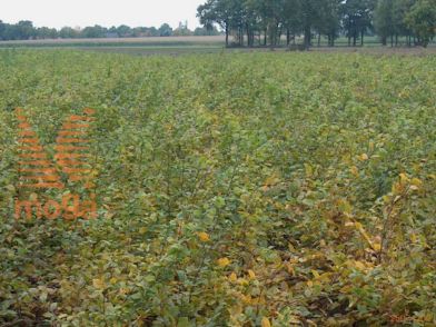 http://twentheplant.nl/tsd/76451_CABETULU_b312150175_1.jpg
