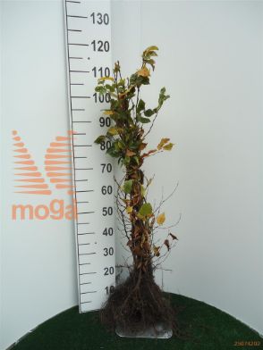 http://twentheplant.nl/tsd/76451_CABETULU_B211060080_1.jpg