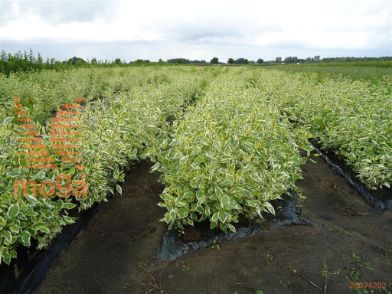 http://twentheplant.nl/tsd/76451_COAELEGA_B202060100_1.jpg