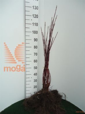 http://twentheplant.nl/tsd/76451_COASIBIR_b101060090_1.jpg