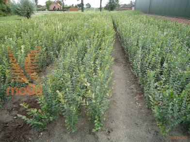 http://twentheplant.nl/tsd/76451_COLUCIDU_B211040060_1.jpg