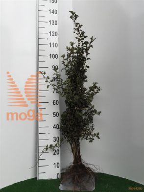 http://twentheplant.nl/tsd/76451_CRMONOGY_b312080100_1.jpg