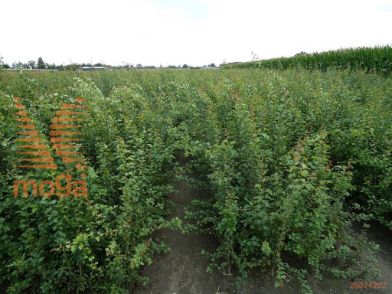 http://twentheplant.nl/tsd/76451_CRMONOGY_B312060100_1.jpg