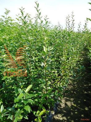 http://twentheplant.nl/tsd/76451_ELUMBELL_B211050080_1.jpg