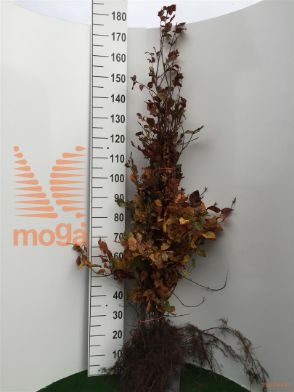 http://twentheplant.nl/tsd/76451_FASATROP_B312125150_1.jpg