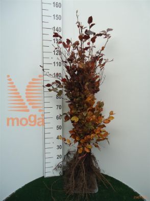 http://twentheplant.nl/tsd/76451_FASATROP_b312080100_1.jpg