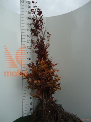 http://twentheplant.nl/tsd/76451_FASATROP_b312150175_1.jpg