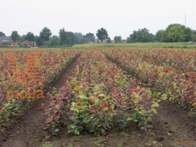 http://twentheplant.nl/tsd/76451_FASATROP_b312100125_1.jpg