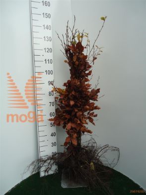http://twentheplant.nl/tsd/76451_FASYLVAT_b312080100_1.jpg