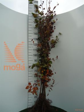 http://twentheplant.nl/tsd/76451_FASYLVAT_b312150175_1.jpg