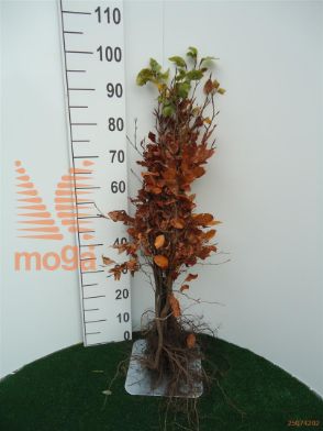 http://twentheplant.nl/tsd/76451_FASYLVAT_b312060080_1.jpg
