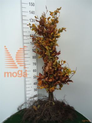 http://twentheplant.nl/tsd/76451_FASYLVAT_b312100125_1.jpg