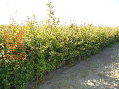 http://twentheplant.nl/tsd/76451_FASYLVAT_B312050080_1.jpg