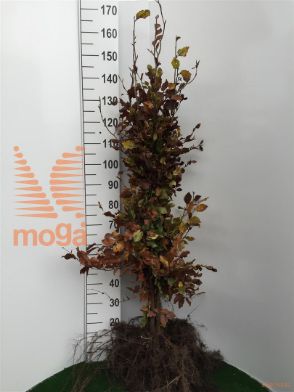 http://twentheplant.nl/tsd/76451_FASYLVAT_B312125150_1.jpg