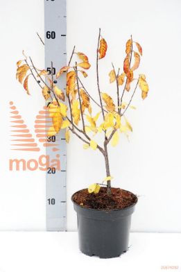 http://twentheplant.nl/tsd/55802_FRAALNUS_8P19030040_1.jpg