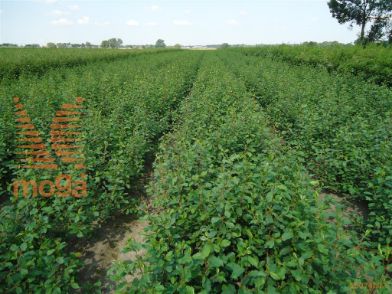 http://twentheplant.nl/tsd/76451_FRAALNUS_B312080100_1.jpg