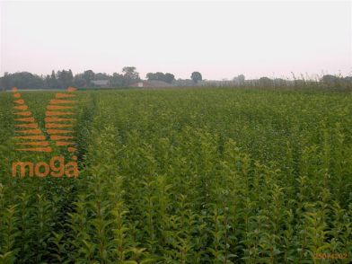 http://twentheplant.nl/tsd/76451_LIOVALIF_B202060100_1.jpg