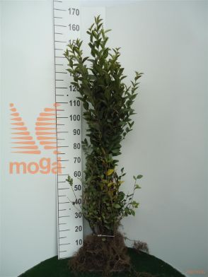 http://twentheplant.nl/tsd/76451_LIOVALIF_B202060080_1.jpg