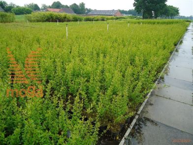 http://twentheplant.nl/tsd/76451_LIVATROV_B202100125_1.jpg