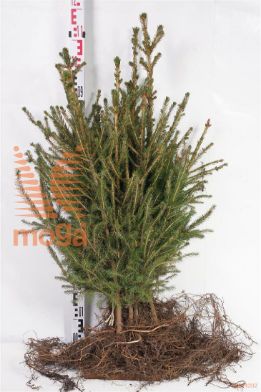 http://twentheplant.nl/tsd/76451_PIABIES_B422040060_1.jpg