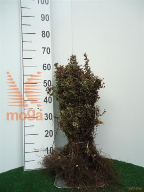 http://twentheplant.nl/tsd/76451_POFABBOT_b101030050_1.jpg