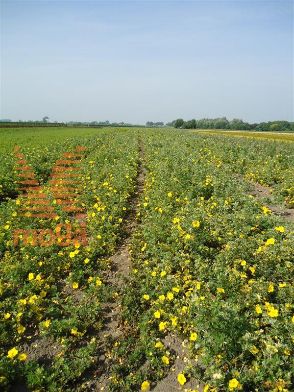 http://twentheplant.nl/tsd/76451_POFGOLDF_B101015030_1.jpg