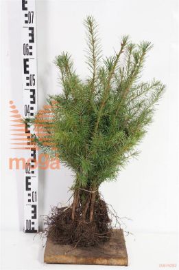 http://twentheplant.nl/tsd/76451_PSMENZIE_B211030050_1.jpg