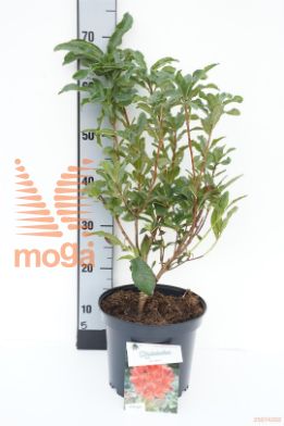 http://twentheplant.nl/tsd/55802_RHSATAN_8P23040_1.jpg