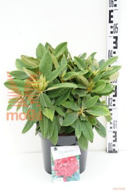 http://twentheplant.nl/tsd/55802_RHDOPEY_8P23030_1.jpg