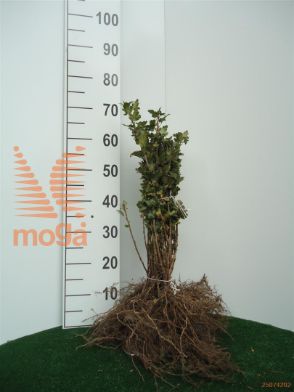 http://twentheplant.nl/tsd/76451_RIALPINU_b101030050_1.jpg