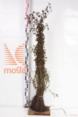 http://twentheplant.nl/tsd/76451_ROCANINA_B211050080_1.jpg