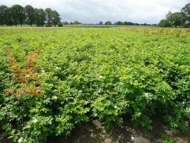 http://twentheplant.nl/tsd/76451_RORALBA_B211060080_1.jpg