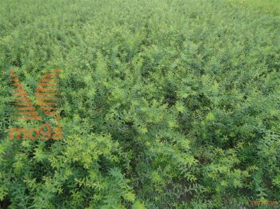 http://twentheplant.nl/tsd/76451_SPCGREFS_B202040060_1.jpg