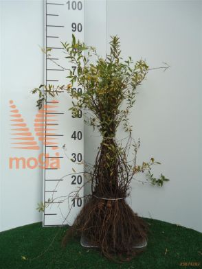 http://twentheplant.nl/tsd/76451_SPCGREFS_b101040050_1.jpg