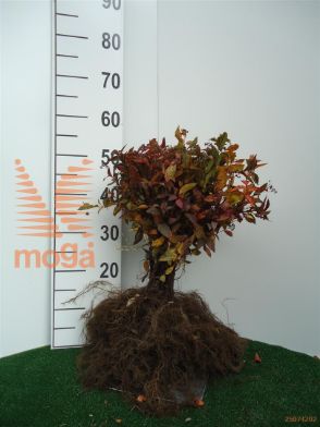 http://twentheplant.nl/tsd/76451_SPJAWATE_B202020040_1.jpg