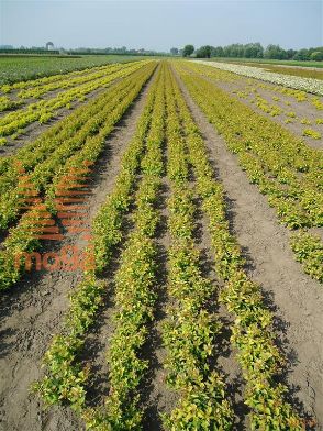 http://twentheplant.nl/tsd/76451_SPJFIREL_B202020040_1.jpg